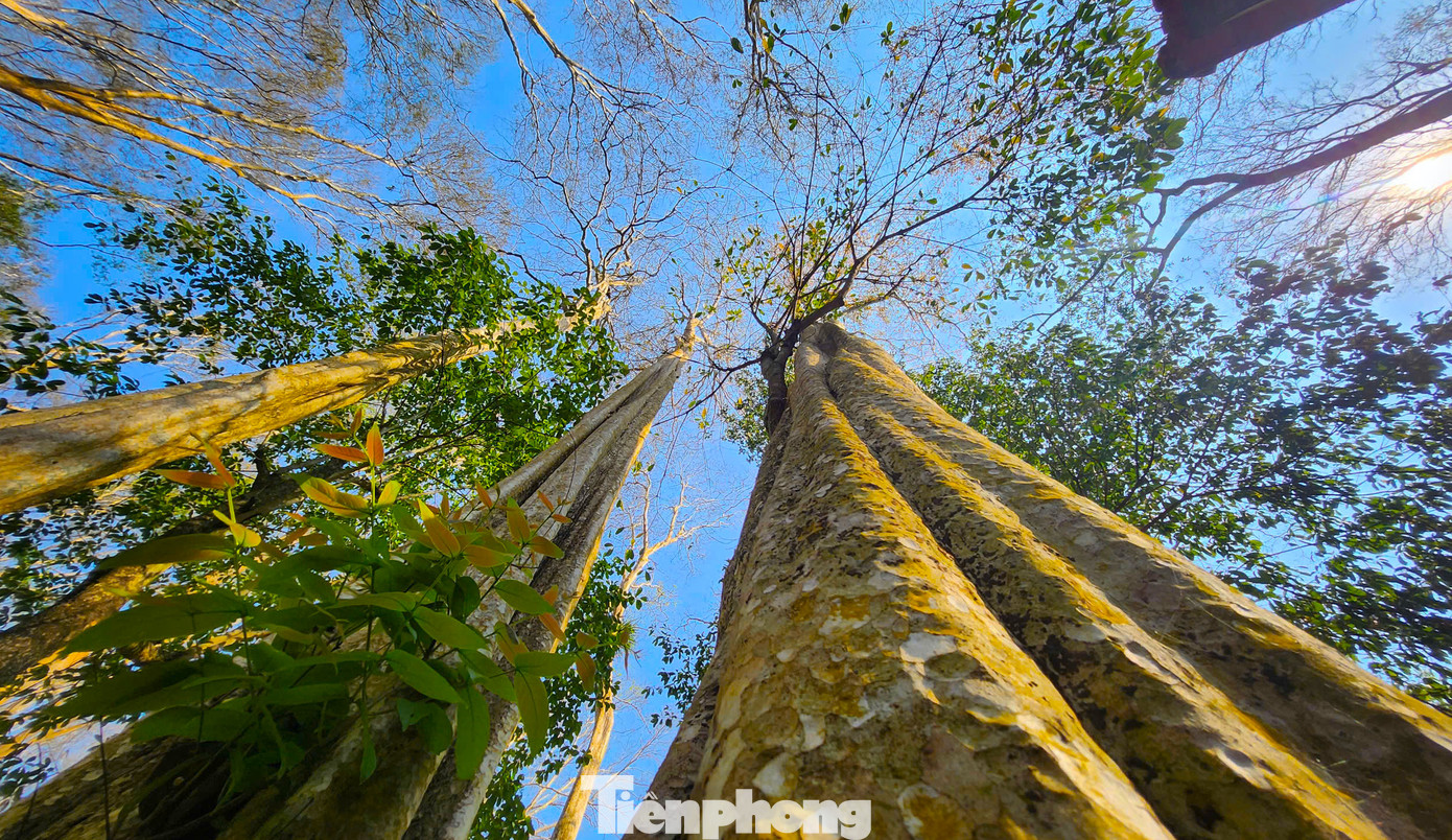 Với vẻ đẹp hoang sơ đầy cuốn hút ấy, rừng săng lẻ Tam Đình ngày càng trở thành điểm đến lý tưởng cho những ai yêu thiên nhiên, yêu sự tinh khôi và bình yên. Với vẻ đẹp hoang sơ đầy cuốn hút ấy, rừng săng lẻ Tam Đình ngày càng trở thành điểm đến lý tưởng cho những ai yêu thiên nhiên, yêu sự tinh khôi và bình yên.