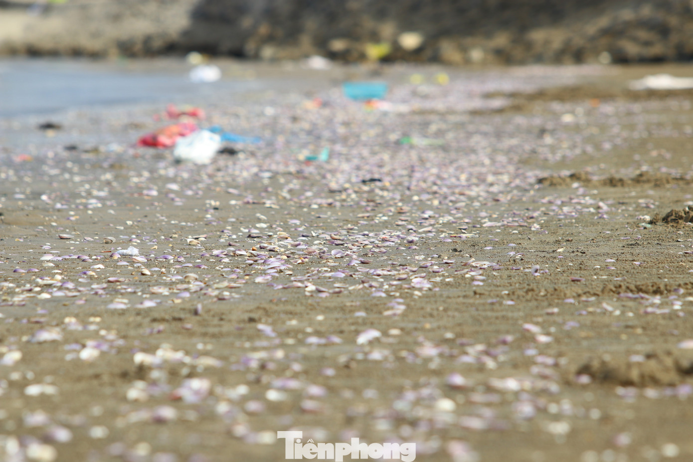 Người dân cho biết, thỉnh thoảng những lúc gió mùa hoặc biển động, ngao bị dạt vào bờ rất nhiều. Mỗi lúc như thế, người dân lại tranh thủ ra bờ biển để vớt về ăn hoặc bán.