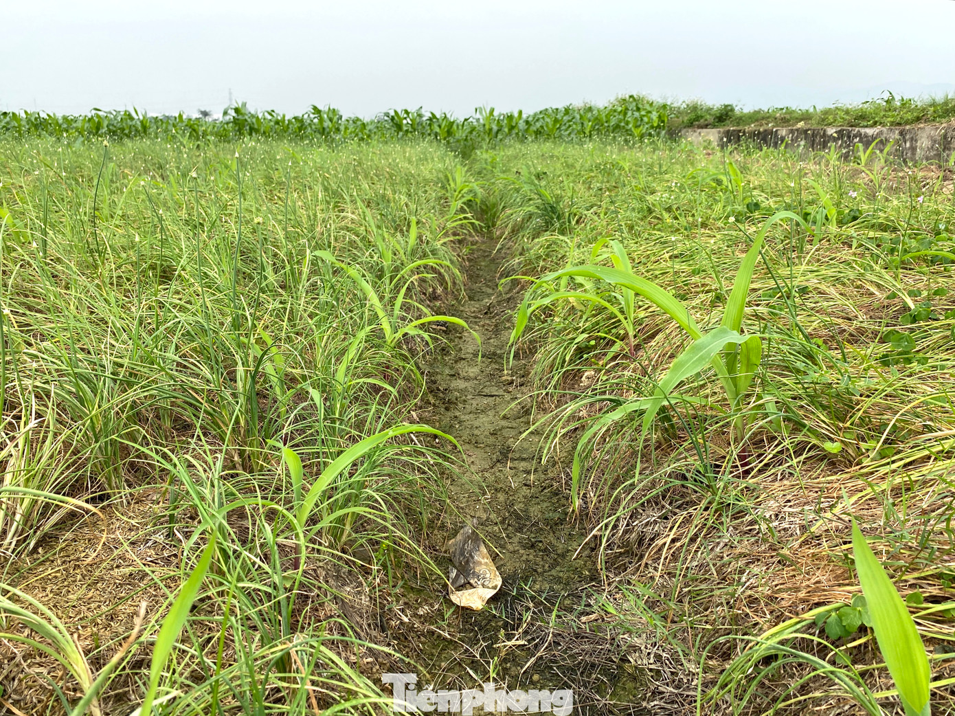 Thời gian sinh trưởng của hành dài nên để tiết kiệm thời gian, diện tích và công chăm sóc, người dân sẽ trồng xen canh thêm ngô hoặc các loại rau màu để tăng thu nhập.