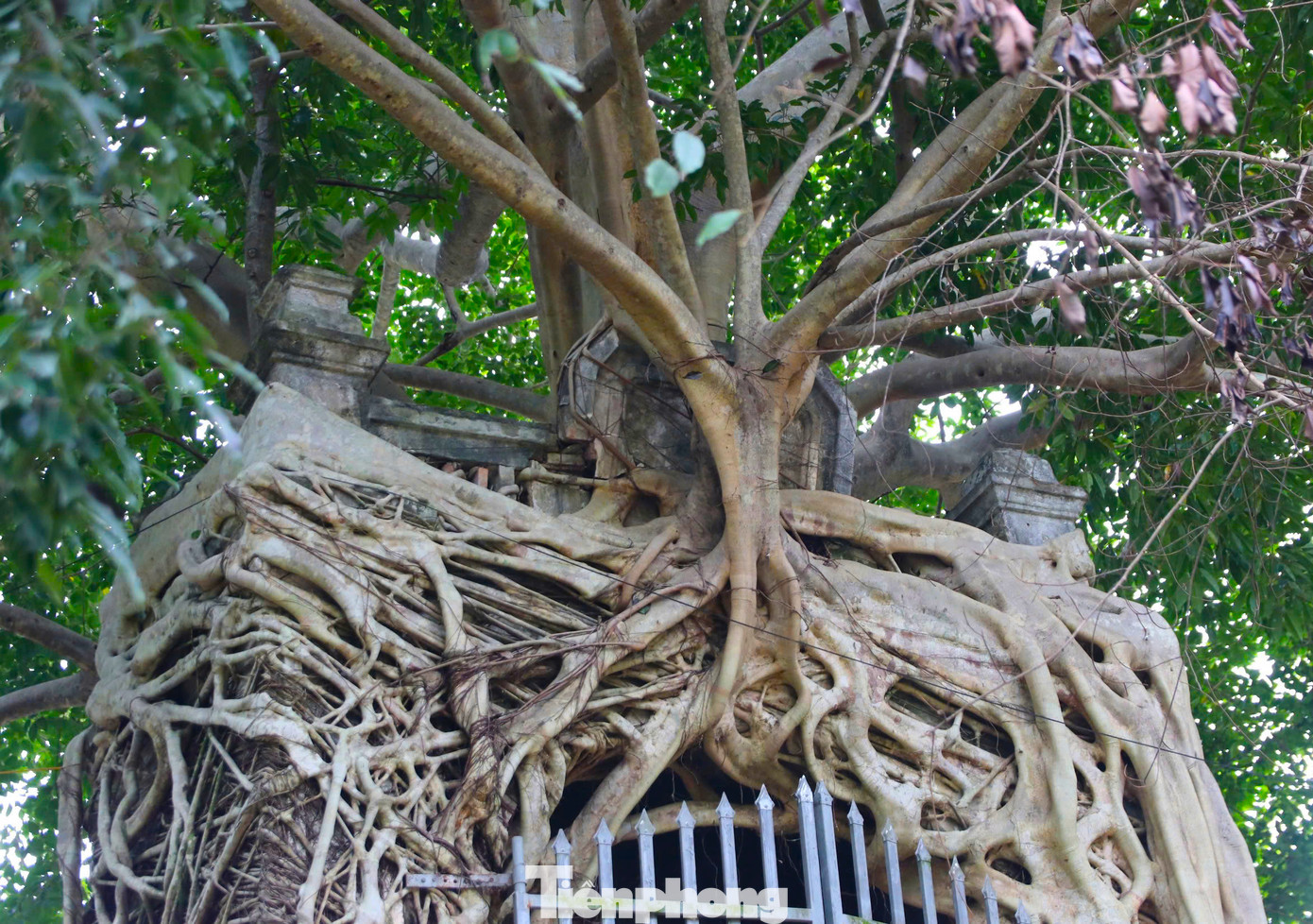 Phía trên đỉnh cổng, cây đa tụ lại rồi tỏa ra như một chiếc ô lớn che phủ cho cánh cổng.