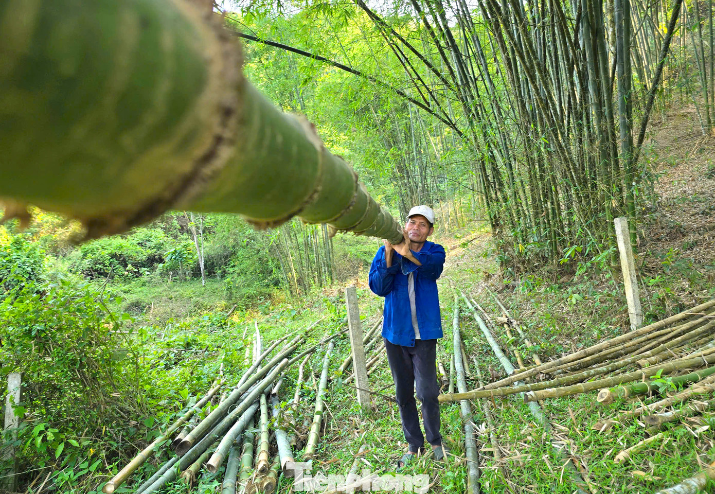 Ông Lương Văn Tuấn (60 tuổi, trú xã Tam Quang) cho biết, tre mét gần như không phải bỏ công chăm sóc, nhưng vẫn cho thu hoạch đều đặn hằng năm. Tuy nhiên, việc thu hoạch và vận chuyển ra khỏi rừng khá vất vả. “Tre mét được bán với giá khá cao. Thương lái thu mua làm vật liệu xây dựng khoảng từ 25.000-35.000 đồng/cây tùy loại, còn nếu bán cho nhà máy sản xuất giấy thì có giá 10.000-12.000 đồng/kg”, ông Tuấn nói. Ông Lương Văn Tuấn (60 tuổi, trú xã Tam Quang) cho biết, tre mét gần như không phải bỏ công chăm sóc, nhưng vẫn cho thu hoạch đều đặn hằng năm. Tuy nhiên, việc thu hoạch và vận chuyển ra khỏi rừng khá vất vả. “Tre mét được bán với giá khá cao. Thương lái thu mua làm vật liệu xây dựng khoảng từ 25.000-35.000 đồng/cây tùy loại, còn nếu bán cho nhà máy sản xuất giấy thì có giá 10.000-12.000 đồng/kg”, ông Tuấn nói.