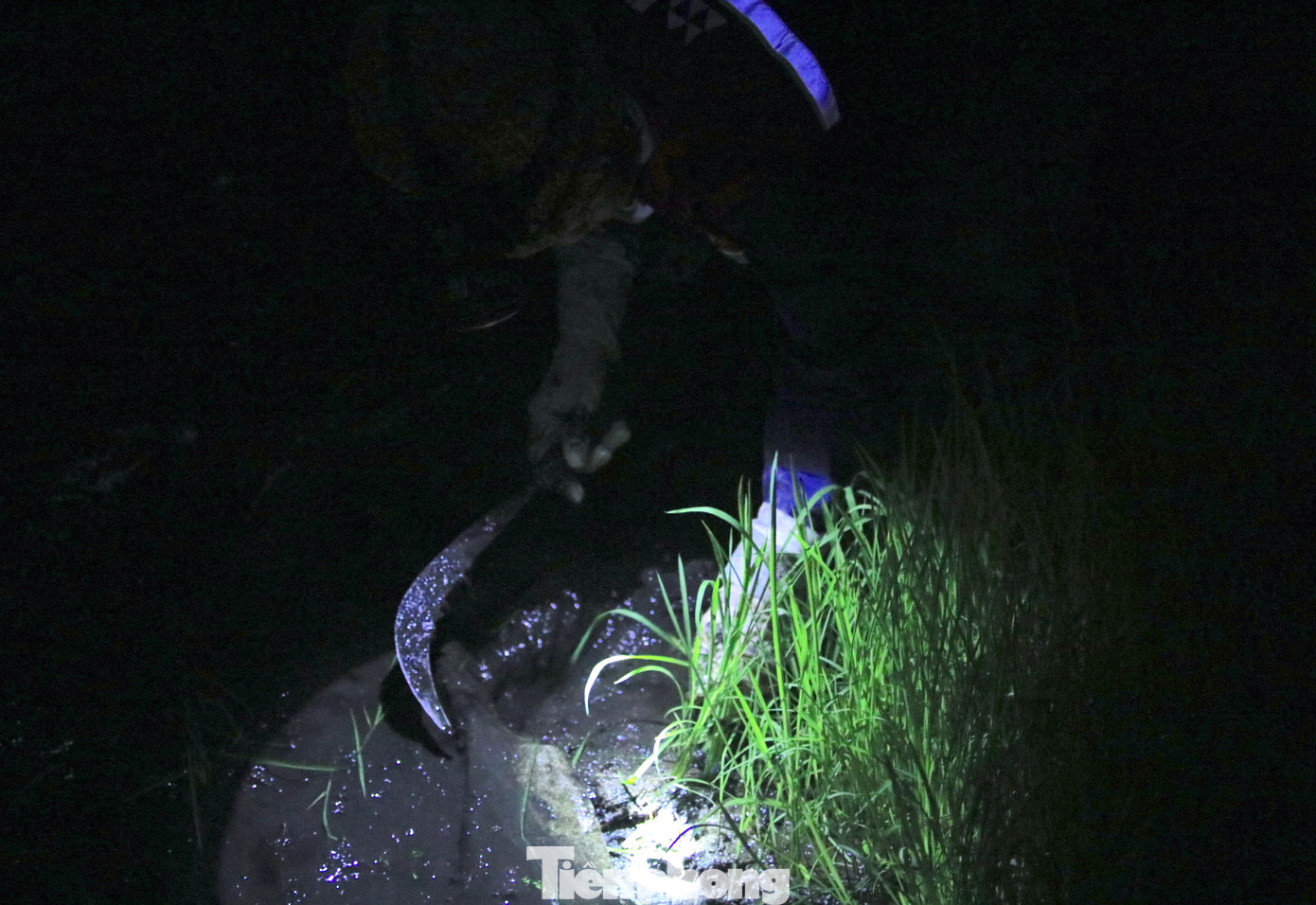 Ánh đèn chỉ soi rõ một khoảng ruộng chừng nửa mét nhưng như đã quen tay, những người thợ vẫn thoăn thoắt dùng liềm để nhổ mạ (lúa non).