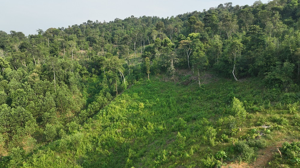 Một khu rừng ở huyện Quỳ Châu (Nghệ An).