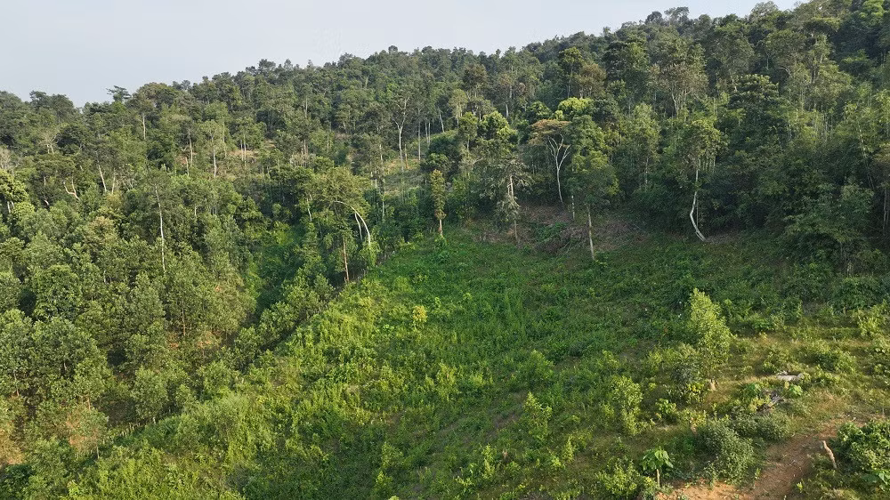 Một khu rừng ở huyện Quỳ Châu (Nghệ An).
