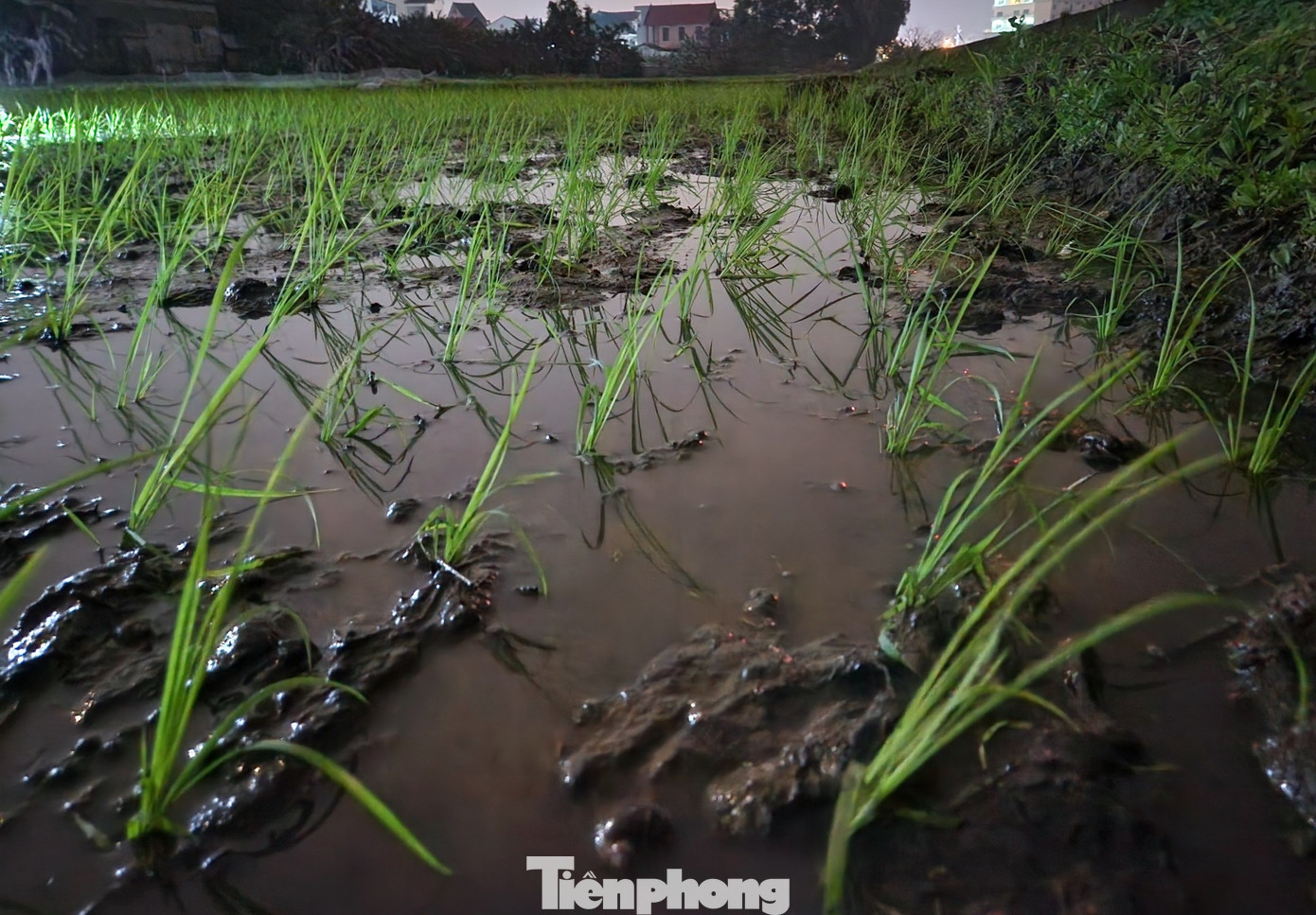 Trời tối mịt chỉ có ánh đèn nhỏ để soi nhưng những người thợ vẫn cấy đều tăm tắp, đảm bảo theo yêu cầu của chủ ruộng.