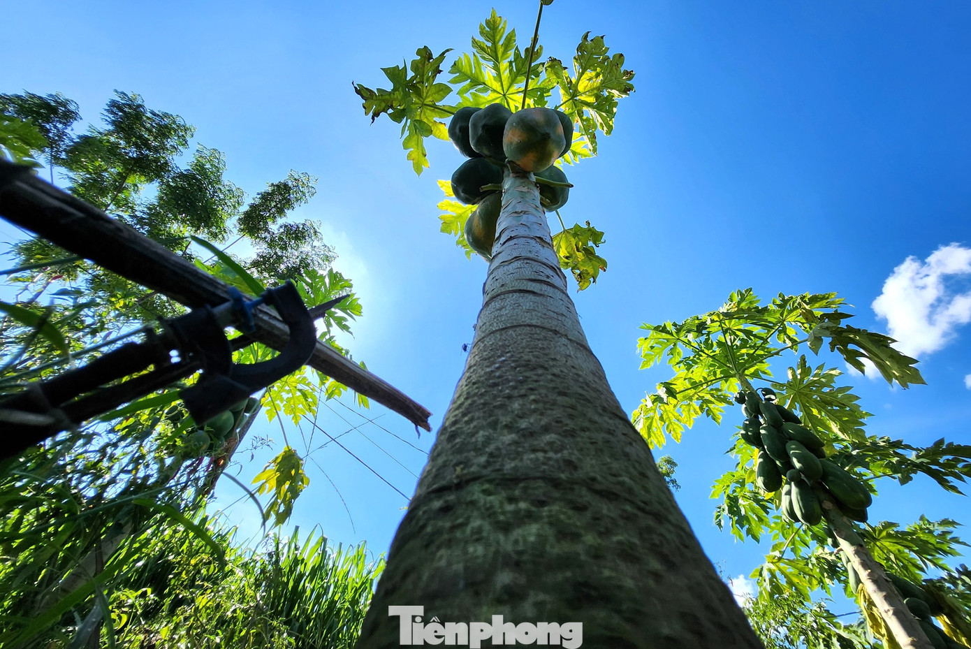 Sau khi sự việc xảy ra, ngày 18/8, đại diện Công ty Cổ phần Chanh leo Nafoods đã có buổi làm việc với HTX nông nghiệp Tây Hiếu và bà con nông dân trồng đu đủ. Sau buổi làm việc, phía công ty đưa ra phương án hỗ trợ toàn bộ chi phí cho người dân với mức 225 triệu đồng/ha. Với 13,3 ha trồng đu đủ sẽ được hỗ trợ số tiền gần 3 tỷ đồng.