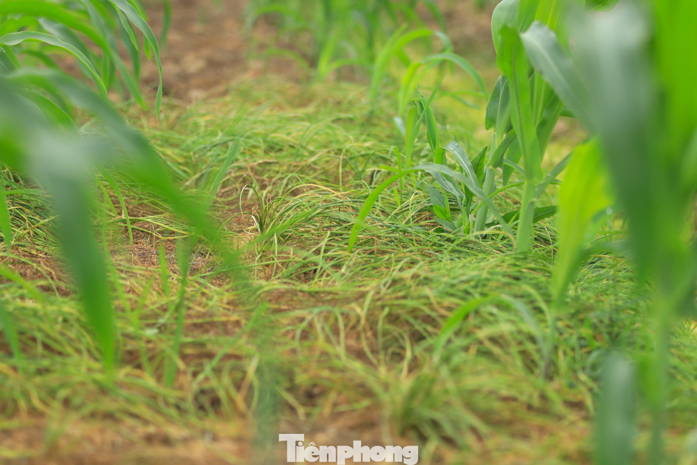 Không chỉ trồng thành từng ruộng lớn riêng, nhiều người dân ở xã Nghi Thuận còn trồng hành xen lẫn với ngô. Khi ngô lớn, hành tăm cũng đã được thu hoạch bán. Hành tăm ở đây có chất lượng khác hẳn so với những nơi khác, củ hành to tròn, nhiều tinh dầu và rất thơm nên được khách ưa chuộng.