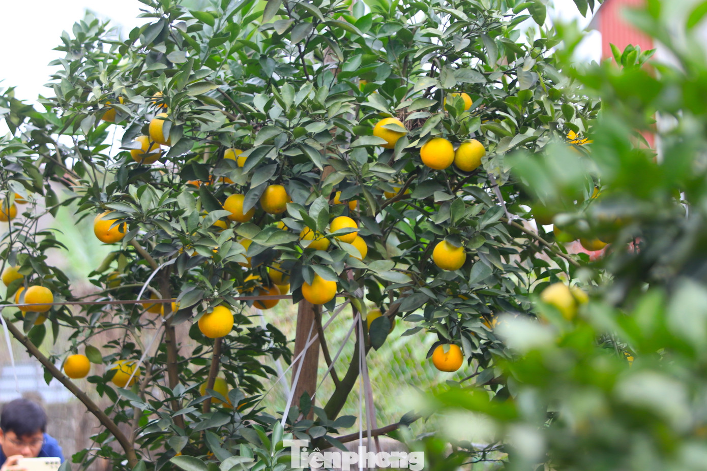 Theo ông Hưởng, hàng năm cam rụng quả là bình thường. Tuy nhiên số lượng không nhiều và hiện tượng này thường chỉ xảy ra vào những năm mưa lụt nhiều khiến cây cam bị ngập úng. "Đây là lần đầu tiên vườn cam rụng hàng loạt nhưng không rõ nguyên nhân. Trong khi cây cam vẫn xanh tốt, không bị sâu bệnh. Nhiều chuyên gia có về xem xét, nghi ngờ do sương muối", ông Phan Công Hưởng nói.