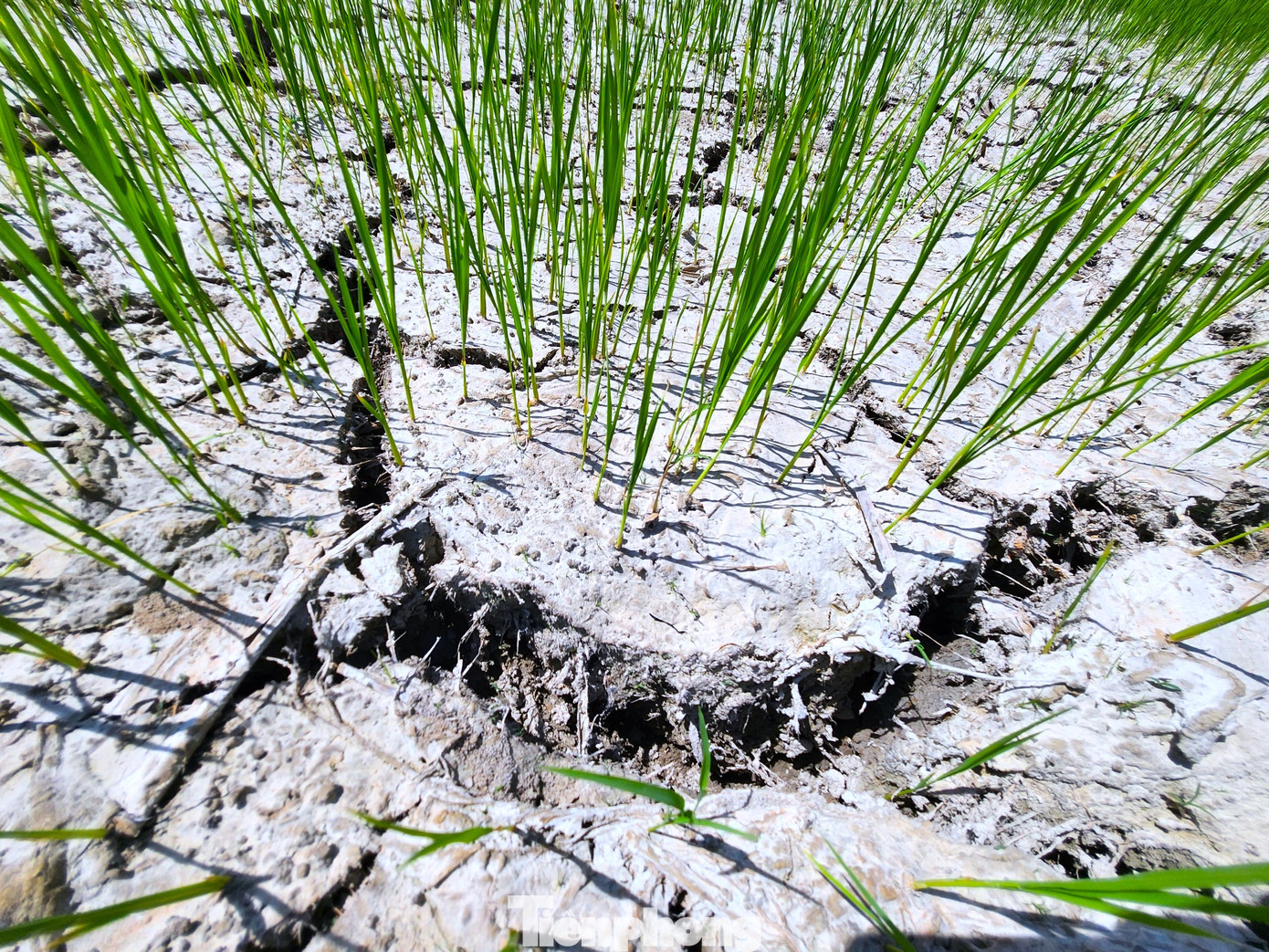 Lãnh đạo Phòng Nông nghiệp huyện Nghi Lộc cho hay, hiện địa phương đang tập trung mọi nguồn nước, huy động thêm máy bơm để chống hạn cho ruộng lúa của người dân.