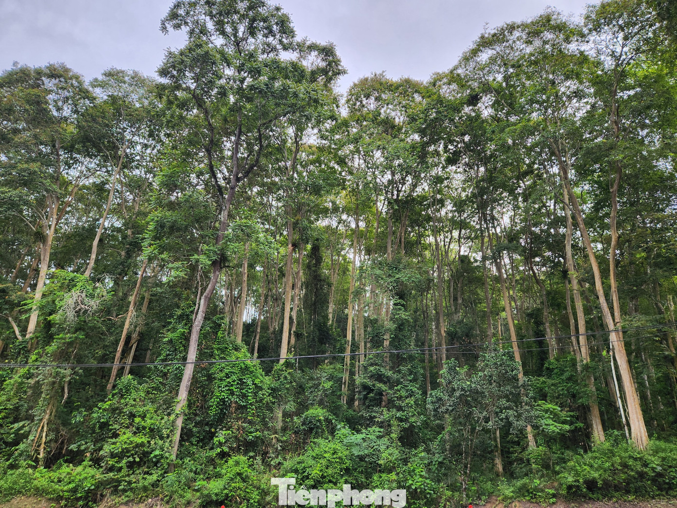 Trong đó rừng săng lẻ nổi bật với vẻ đẹp nguyên sinh, cổ thụ. Rừng săng lẻ nằm ở xã Tam Đình (huyện Tương Dương, Nghệ An).