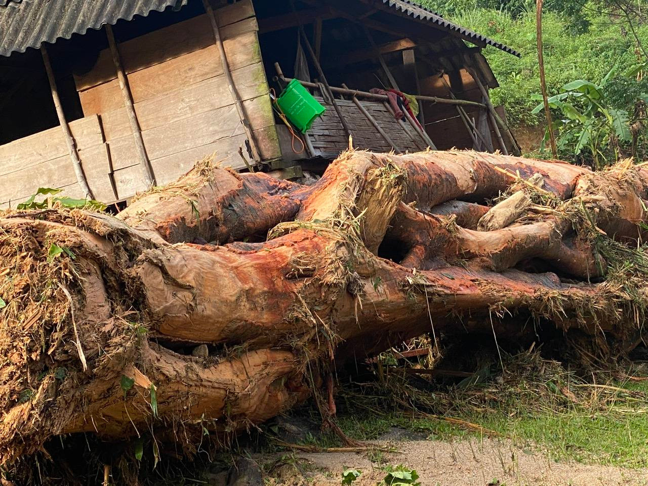 Những cây gỗ lớn theo dòng lũ chảy xuống hạ lưu và bị kẹt lại giữa đồng ruộng, đường làng và nhà dân.