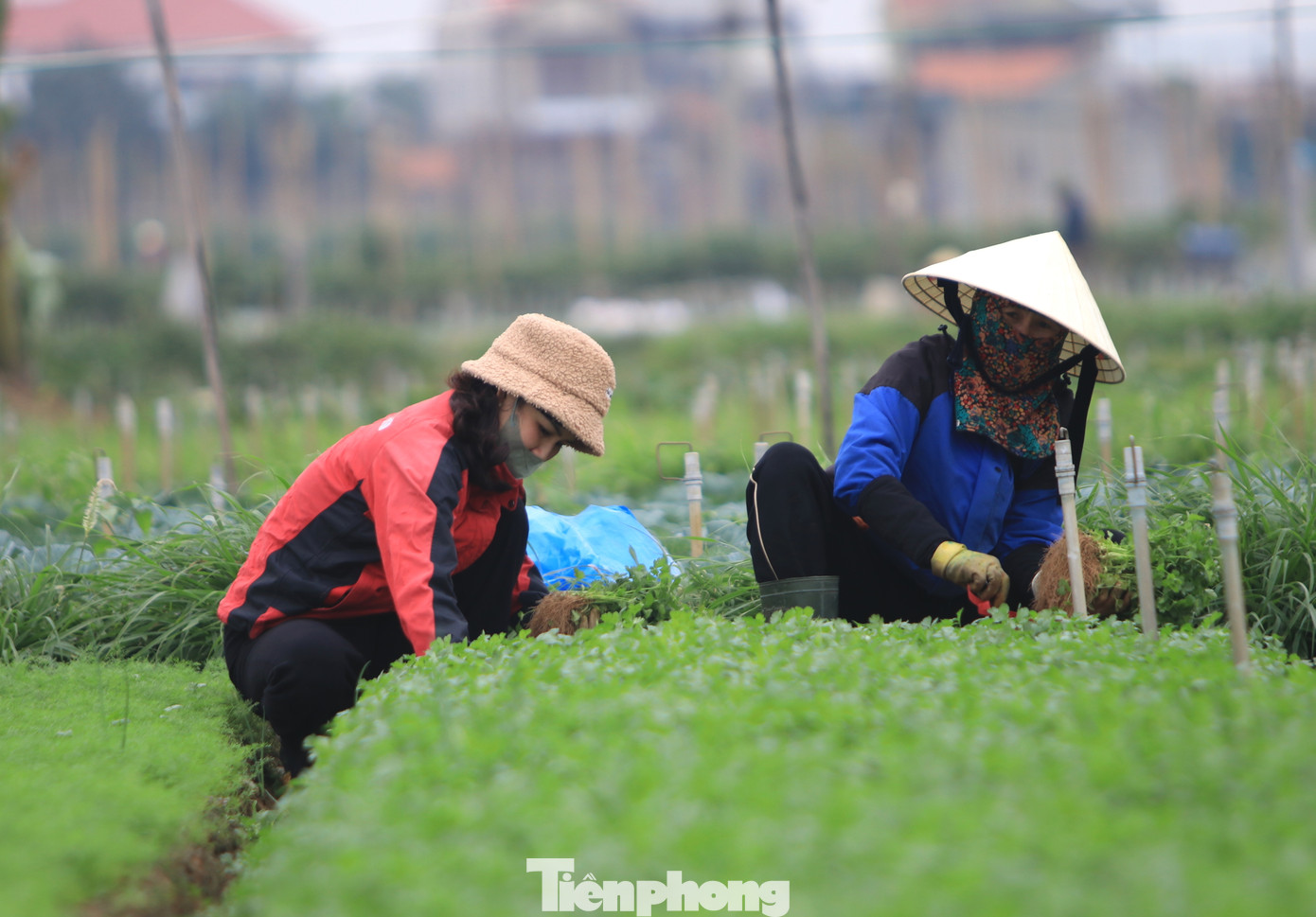 Ông Hồ Anh Dũng - Chủ tịch UBND xã Minh Lương - cho biết, nhờ cây rau đã giúp người dân trên địa bàn xã vươn lên phát triển kinh tế. Trung bình 1 năm, 1 ha rau cho thu nhập 280 triệu đồng. Năm 2024, thu nhập bình quân trên đầu người của xã này đạt 78,2 triệu đồng, dự kiến đến cuối năm 2025 đạt 87 triệu đồng/người.