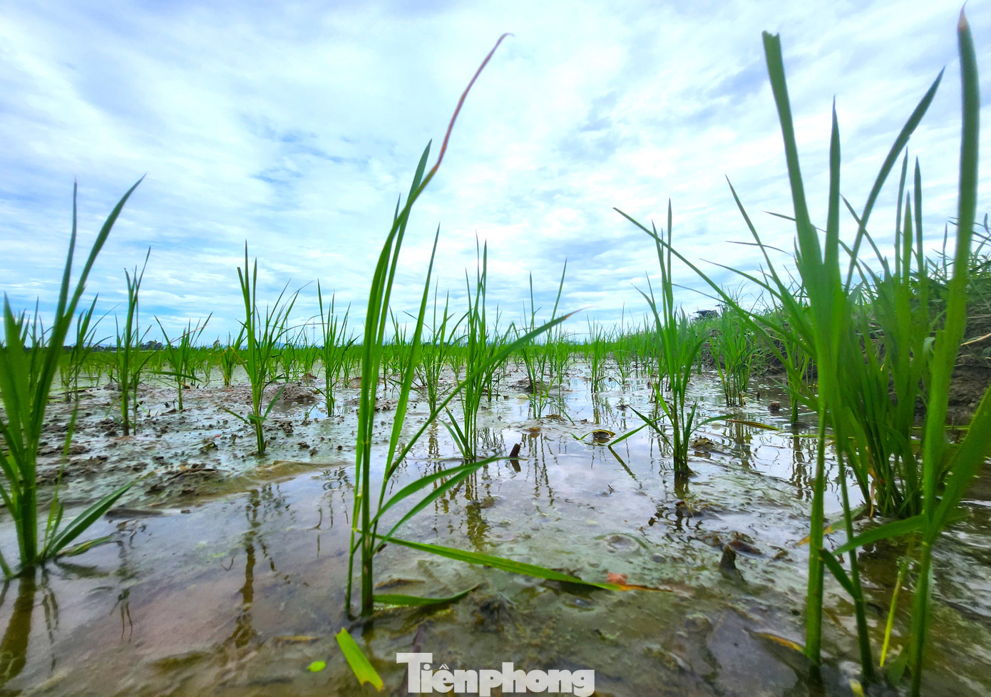 Những cây lúa sau khi được người thợ găm sâu xuống đất dần dần bén rễ và phát triển tốt.