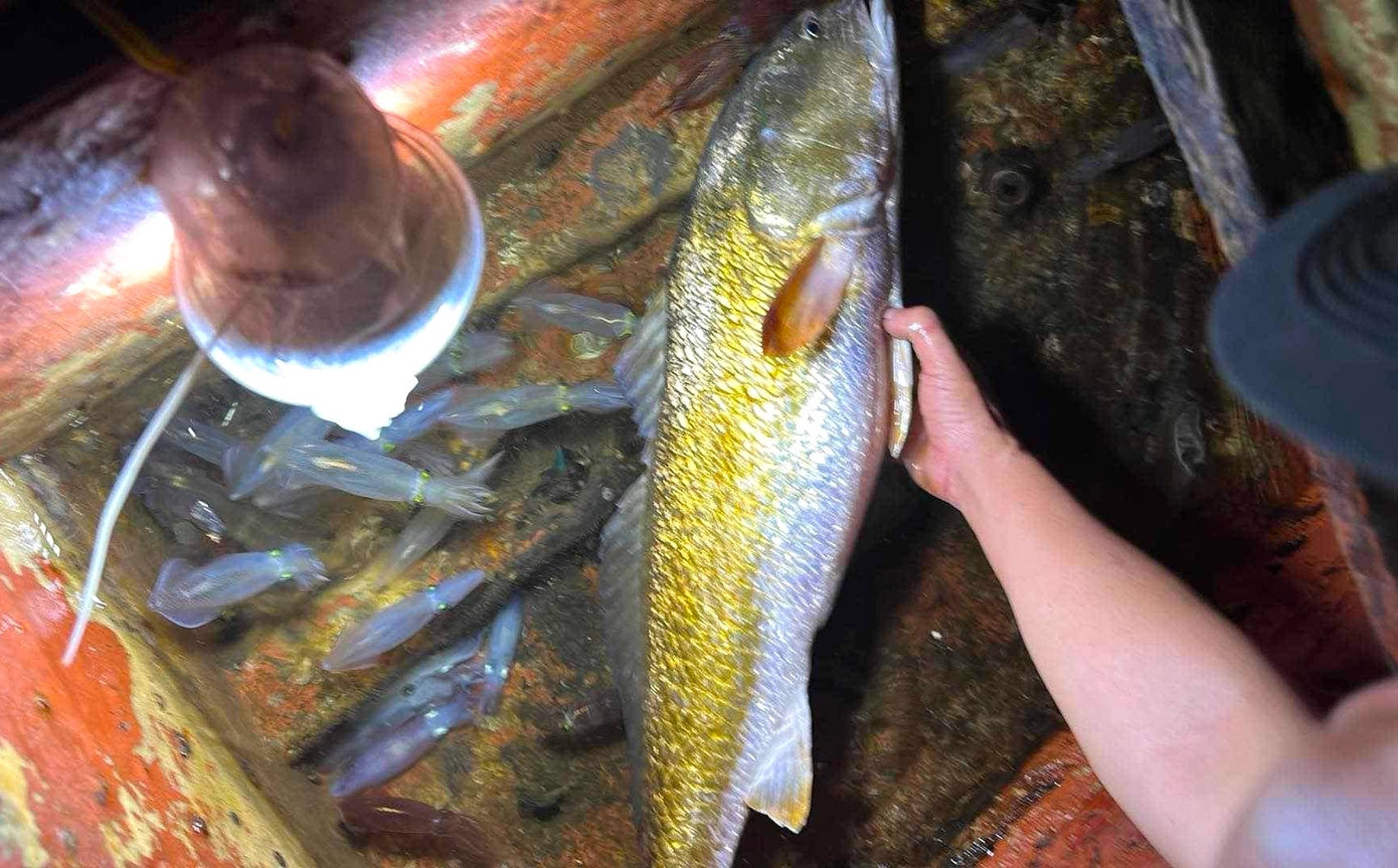 Con cá dài 1m, nặng 6kg. Hiện có nhiều người hỏi mua nhưng vợ chồng anh Hiếu chưa đồng ý bán.