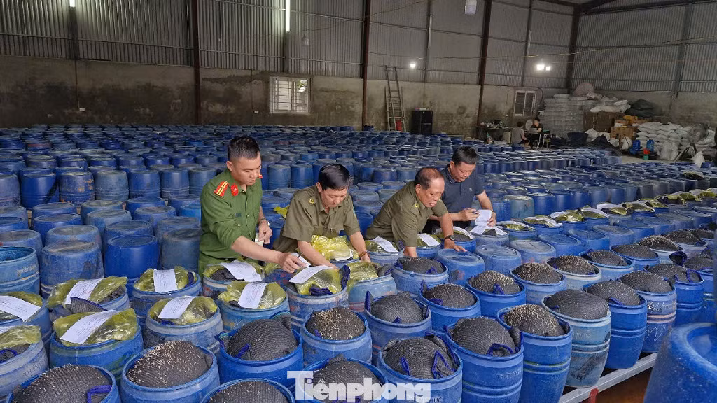 Trong đó, phường Vinh Tân có 2 cơ sở sản xuất giá đỗ bị công an triệt phá gồm cơ sở tại ngõ 123, đường Phạm Hồng Thái (khối Yên Giang) và cơ sở tại khối 2, phường Vinh Tân (TP. Vinh). Cả 2 cơ sở do Nguyễn Văn Hướng (SN 1998) làm chủ.