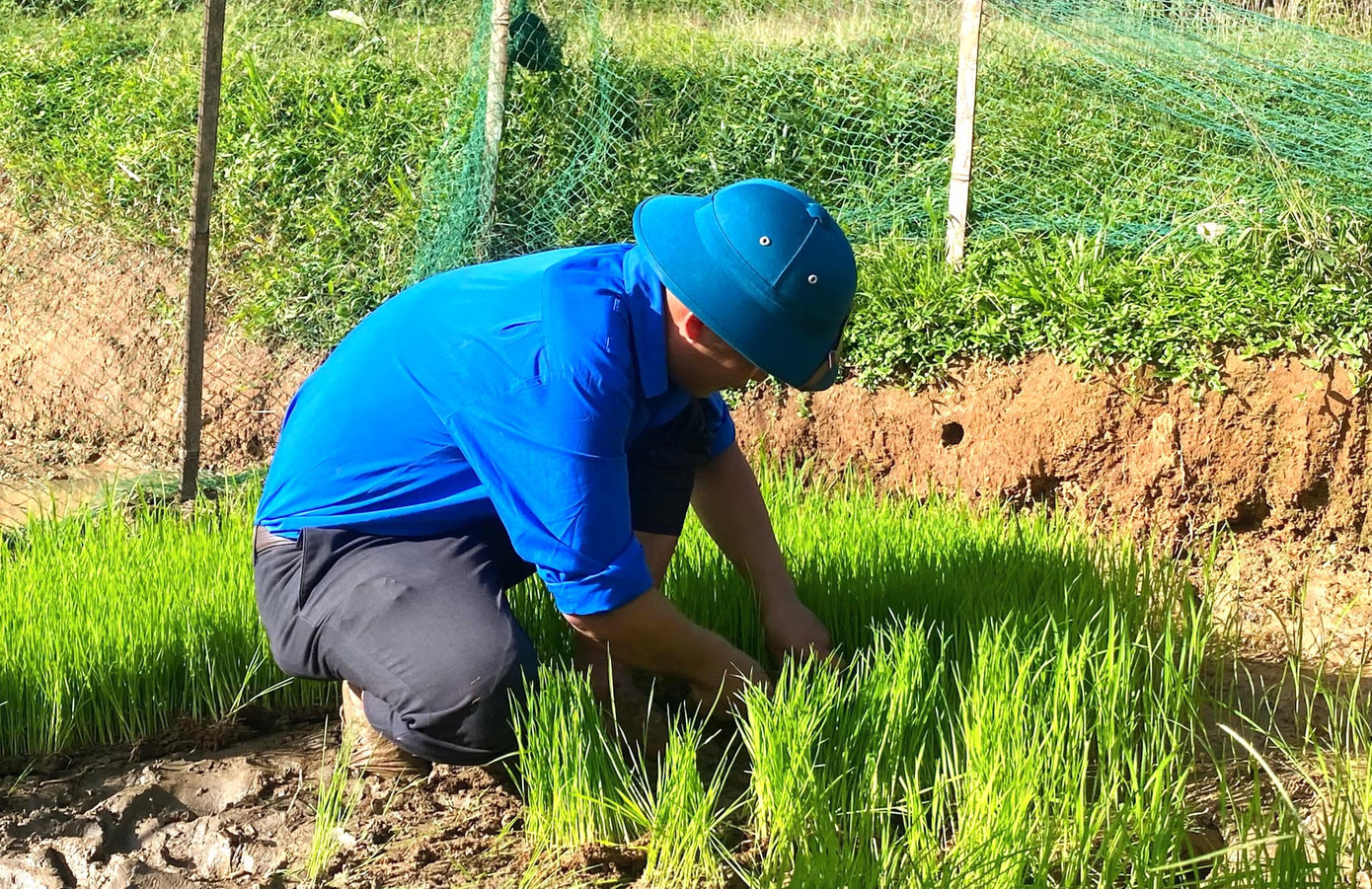 Để tránh nắng, từ 6h sáng, các đoàn viên thanh niên đã nhổ mạ rồi ra đồng để cấy lúa.