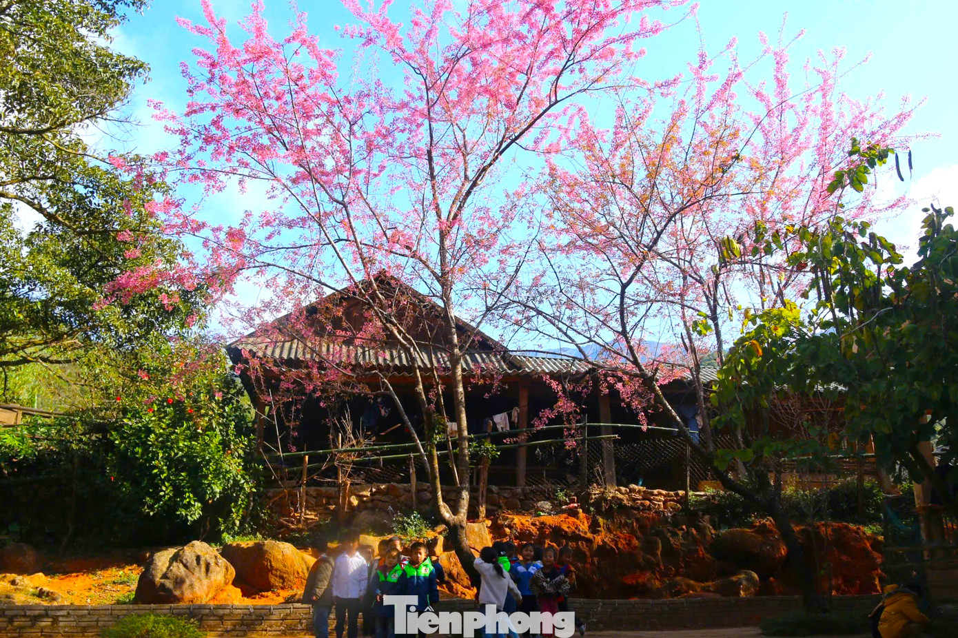 Theo các giáo viên trong trường, hoa anh đào chỉ nở vào mùa xuân và thời gian nở ngắn từ 1-2 tuần. Nếu thời tiết lạnh, hoa có thể nở lâu hơn đến 3 tuần.