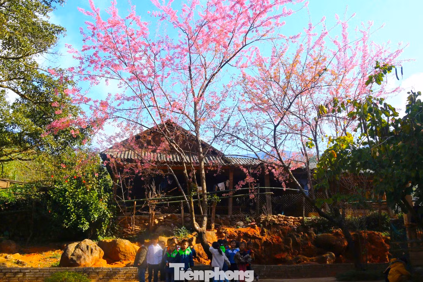 Theo các giáo viên trong trường, hoa anh đào chỉ nở vào mùa xuân và thời gian nở ngắn từ 1-2 tuần. Nếu thời tiết lạnh, hoa có thể nở lâu hơn đến 3 tuần.