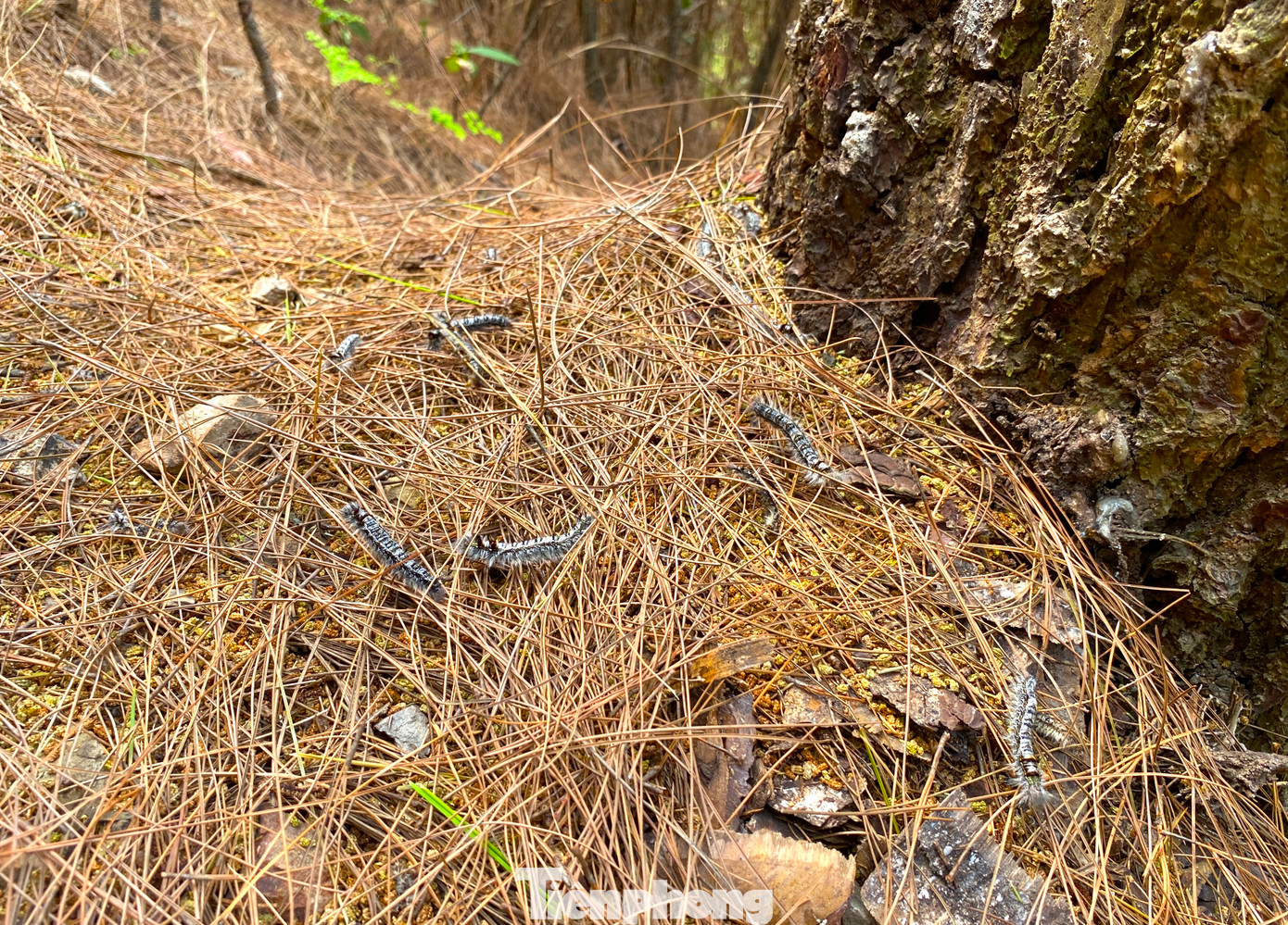 Khoảng 300ha rừng thông của các xã Nghi Yên, Nghi Tiến, Nghi Quang, Nghi Xá (huyện Nghi Lộc) bị sâu róm cắn phá nặng nề với mật độ 350-400 con sâu/1 cây thông.