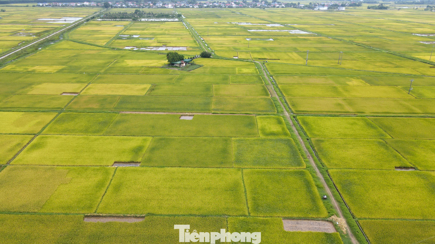Những ngày qua, người dân ở vựa lúa huyện Yên Thành (Nghệ An) "đứng ngồi không yên", lo lắng thất thu vì nhiều diện tích lúa vụ Xuân bị lép hạt. Tình trạng này cũng xảy ra rải rác tại nhiều xã trên địa bàn huyện Yên Thành, huyện Diễn Châu và một số địa phương khác.