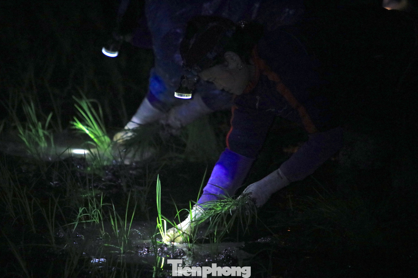 Rồi lại thoăn thoắt tỉa từng cây lúa cắm sâu xuống lớp đất bùn nhão nhoẹt.