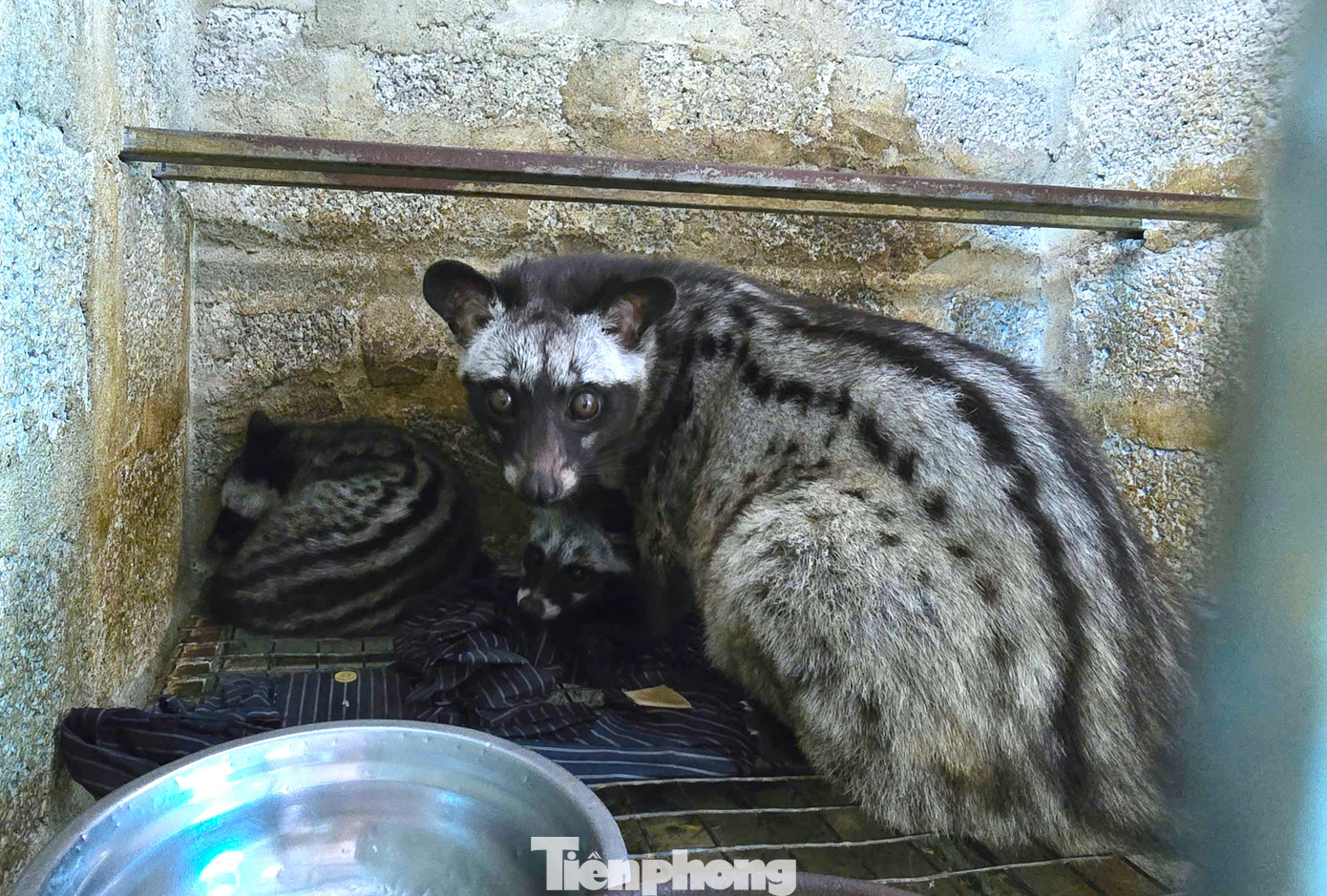 Những con chồn được anh Cử nuôi khép kín và sinh sản rất nhiều, mang lại kinh tế lớn. Những con chồn được anh Cử nuôi khép kín và sinh sản rất nhiều, mang lại kinh tế lớn.