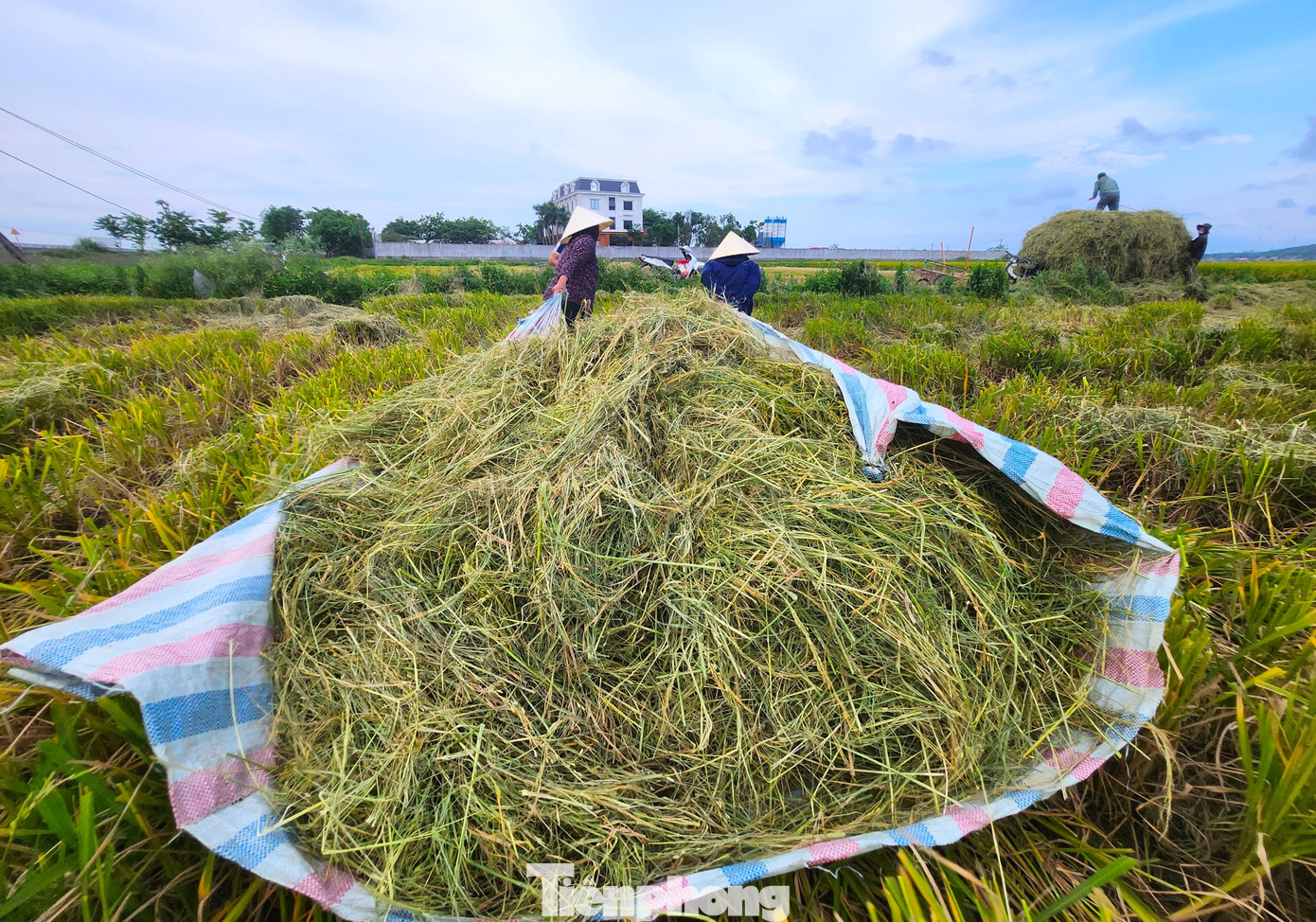 Để thu hoạch được nhiều rơm, người dân mang những tấm bạt lớn đi trên các thửa ruộng gom rơm rồi tập kết lên xe vận chuyển về.