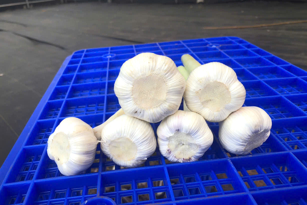 Sau thời gian trồng thử nghiệm tại xã Na Ngoi, tỏi Sanuki phát triển tốt và cho sản lượng cao.