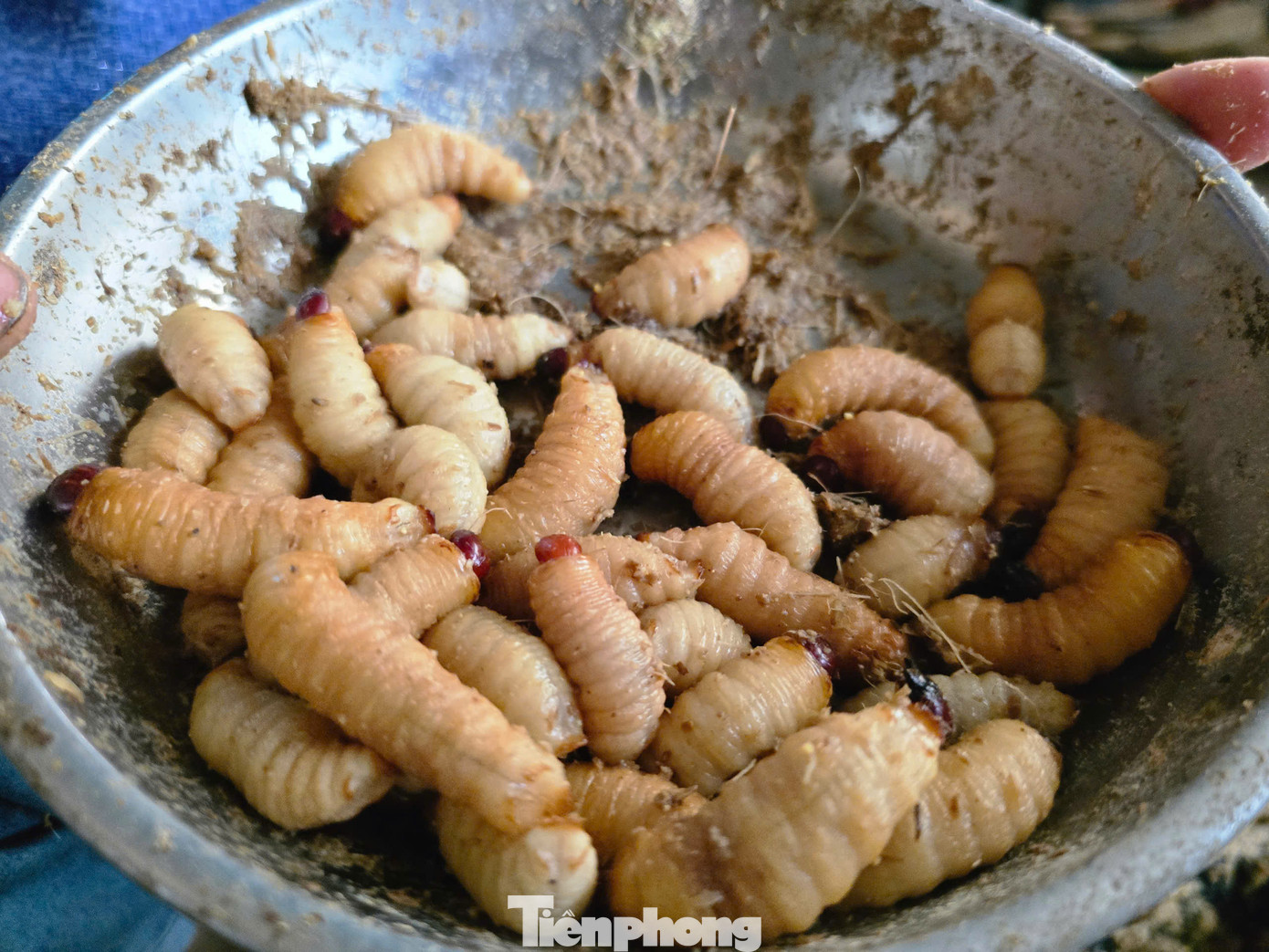 Khi những con nhộng béo mập, lớp da chuyển sang màu vàng trắng, tròn mẩy thì mới đạt đến độ ngon nhất. Nhờ vào giống gối ngày nên bà Cương có thu hoạch đuông cọ liên tục. Trung bình mỗi ngày bà Cương có thu hoạch từ 2-3kg đuông cọ thương phẩm. Một kg có khoảng 200 con đuông cọ được bán với giá 220 nghìn đồng. Khi những con nhộng béo mập, lớp da chuyển sang màu vàng trắng, tròn mẩy thì mới đạt đến độ ngon nhất. Nhờ vào giống gối ngày nên bà Cương có thu hoạch đuông cọ liên tục. Trung bình mỗi ngày bà Cương có thu hoạch từ 2-3kg đuông cọ thương phẩm. Một kg có khoảng 200 con đuông cọ được bán với giá 220 nghìn đồng.