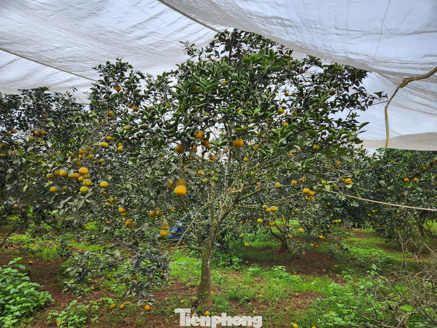 Anh Hiếu cho hay, màn lưới phủ cam rất hữu ích, giúp tránh ruồi vàng, sâu, bướm. Ngoài ra, nhờ lớp màn lưới có thể giúp cây tránh thời tiết quá nắng hoặc mưa quá nhiều, quá lạnh. Nhờ đó, giúp cây phát triển tốt, cho ra quả nhiều hơn, chất lượng cam ngon hơn. Anh Hiếu cho hay, màn lưới phủ cam rất hữu ích, giúp tránh ruồi vàng, sâu, bướm. Ngoài ra, nhờ lớp màn lưới có thể giúp cây tránh thời tiết quá nắng hoặc mưa quá nhiều, quá lạnh. Nhờ đó, giúp cây phát triển tốt, cho ra quả nhiều hơn, chất lượng cam ngon hơn.