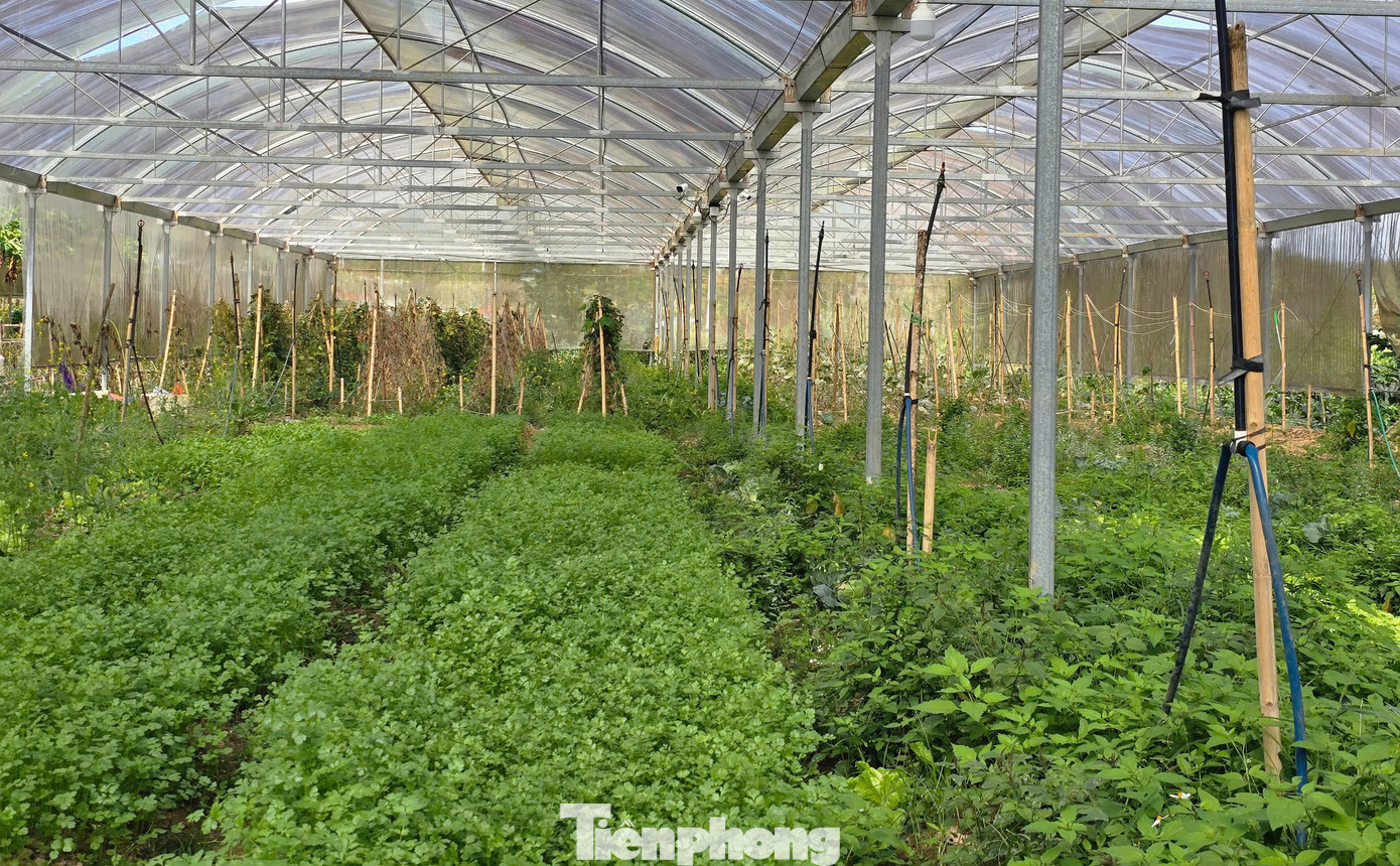 Vụ đầu tiên, chị Giang trồng dưa hấu sạch. Được chính quyền địa phương hỗ trợ giống, kỹ thuật trồng, chị Giang mày mò sách vở và người thân để tìm hiểu thêm về cách chăm sóc để dưa hấu phát triển tốt.