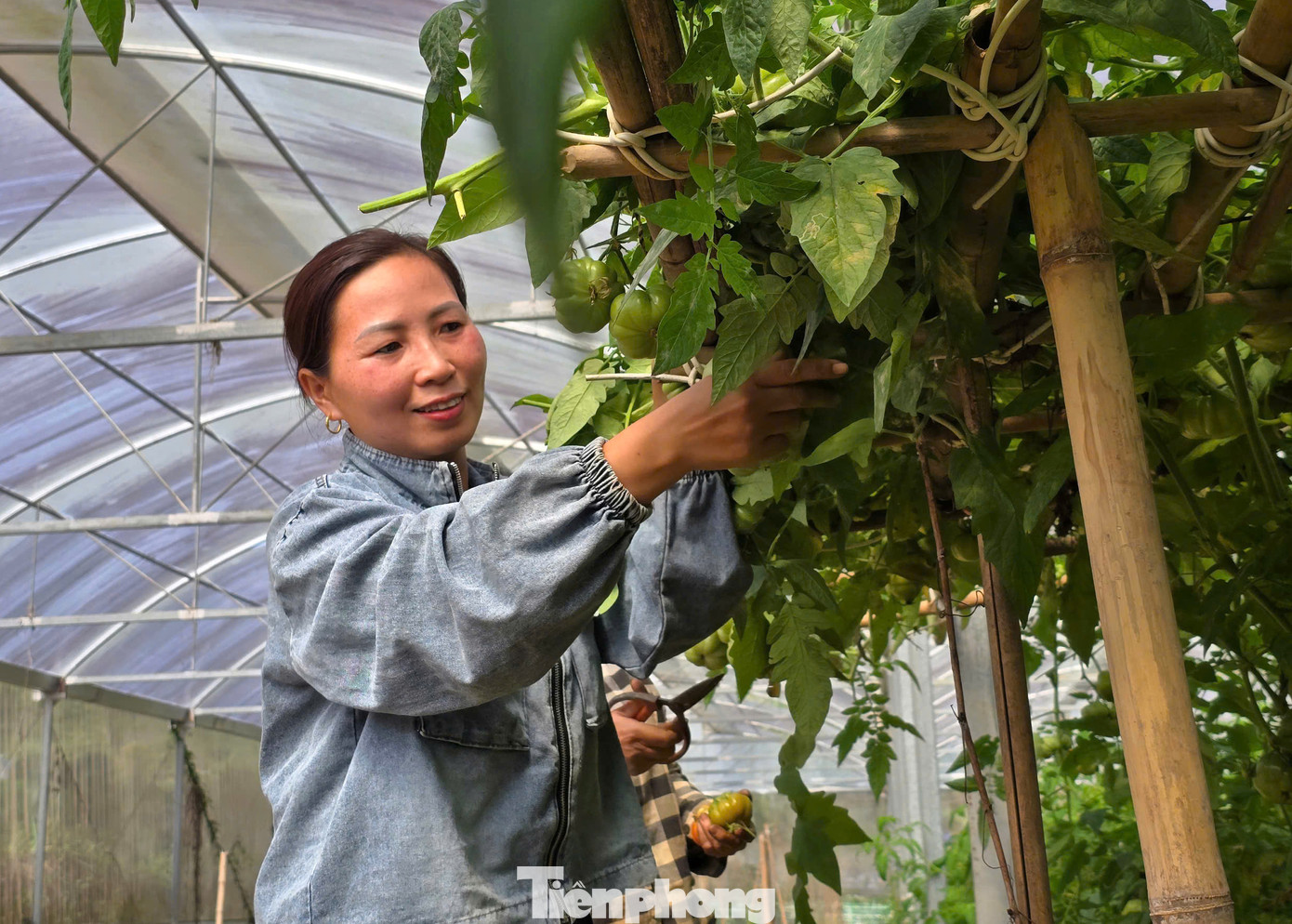 Bận rộn hái những lứa cà chua múi cuối trong trang trại, chị Vi Thị Giang (45 tuổi) cho hay, năm nay chị thu hoạch gần 20 tấn cà chua múi, thu về gần 400 triệu đồng.