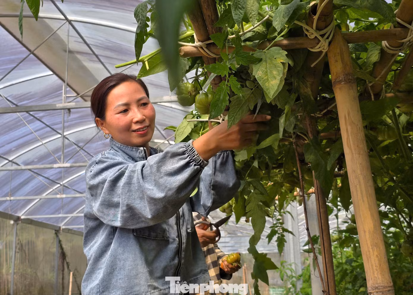 Bận rộn hái những lứa cà chua múi cuối trong trang trại, chị Vi Thị Giang (45 tuổi) cho hay, năm nay chị thu hoạch gần 20 tấn cà chua múi, thu về gần 400 triệu đồng.