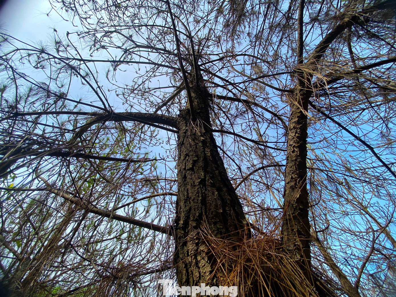 Sau khi phát hiện sâu róm tấn công cây thông trên địa bàn, Ban Quản lý Rừng phòng hộ đã tiến hành phun thuốc phòng trừ sâu VBT. Đến nay, đơn vị này đã phun thuốc được hơn 142ha rừng thông.