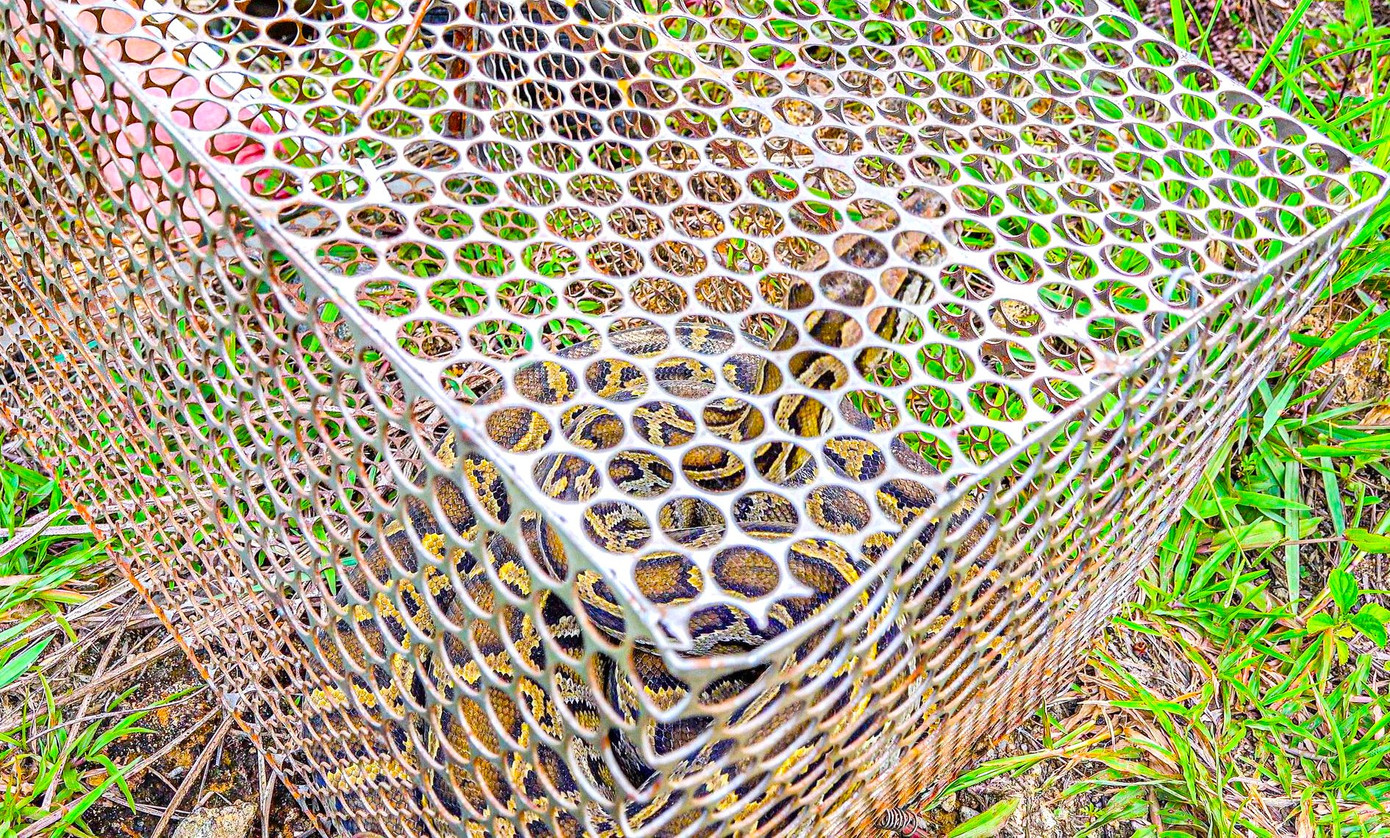 Cá thể trăn gấm quý hiếm được người dân giao nộp cho lực lượng kiểm lâm. Cá thể trăn gấm quý hiếm được người dân giao nộp cho lực lượng kiểm lâm.