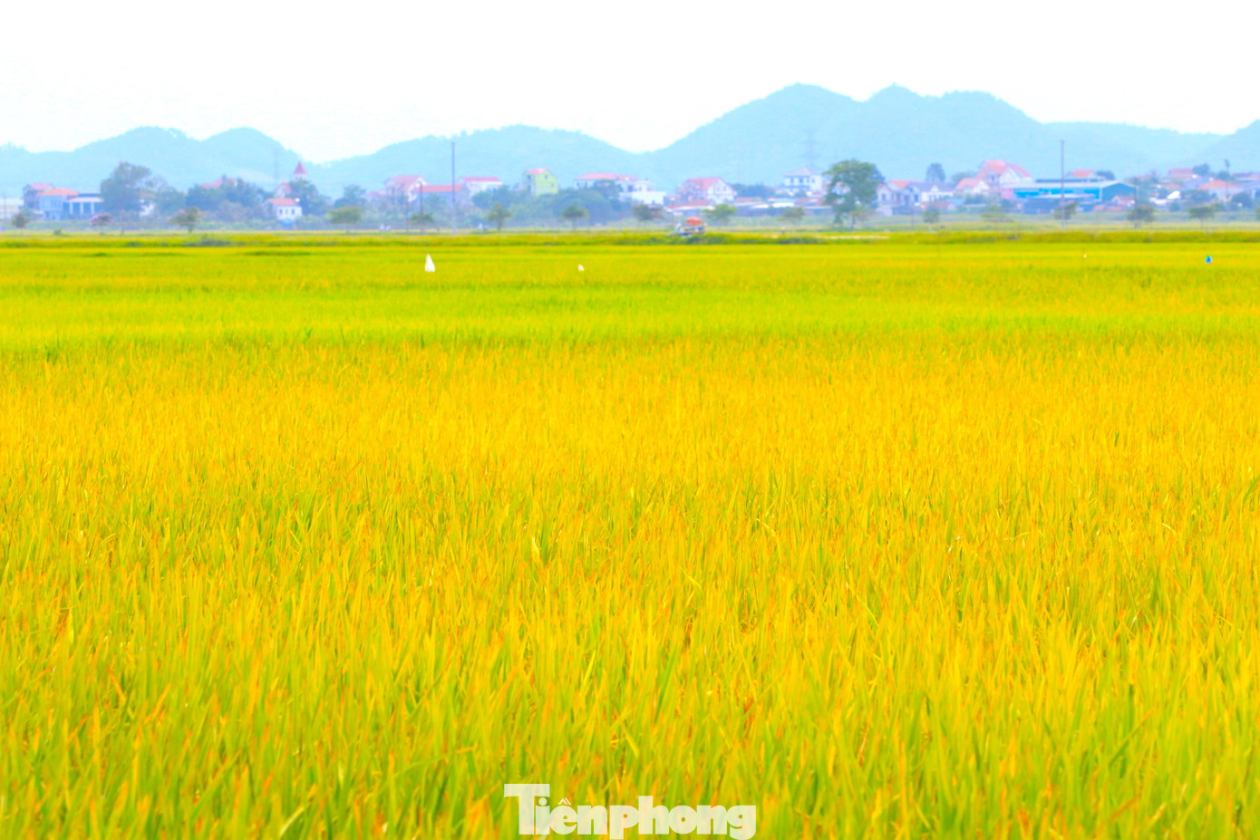 Những cây lúa chín trên ruộng như một thảm lụa màu vàng óng.