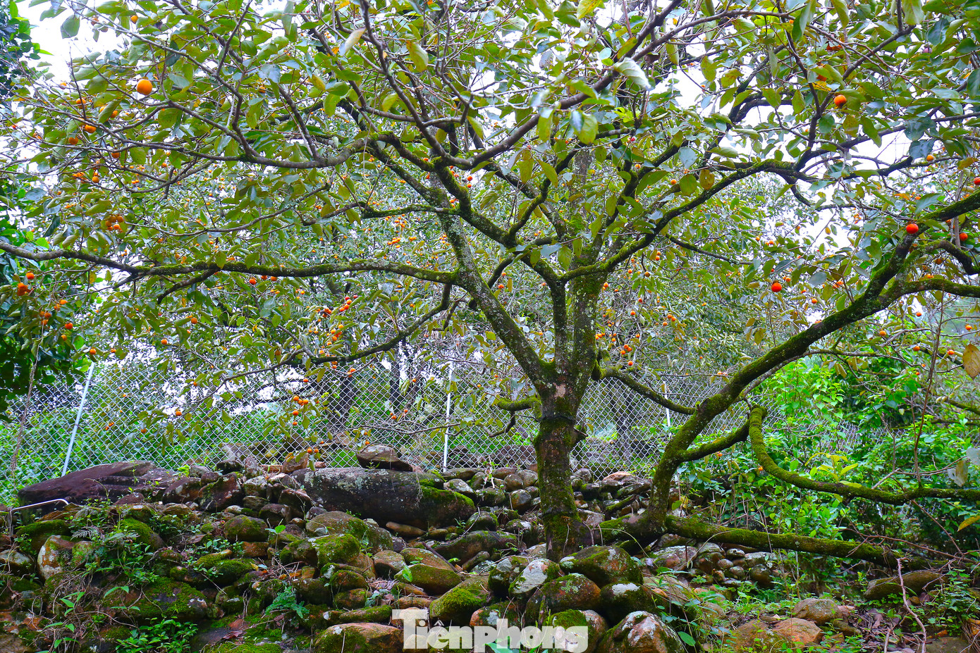 Ngoài xã Nam Anh, các xã lân cận như Nam Xuân, Nam Hưng cũng có diện tích trồng hồng lớn ở huyện Nam Đàn. Mỗi năm, các xã này cung cấp ra thị trường khoảng 800 tấn hồng.