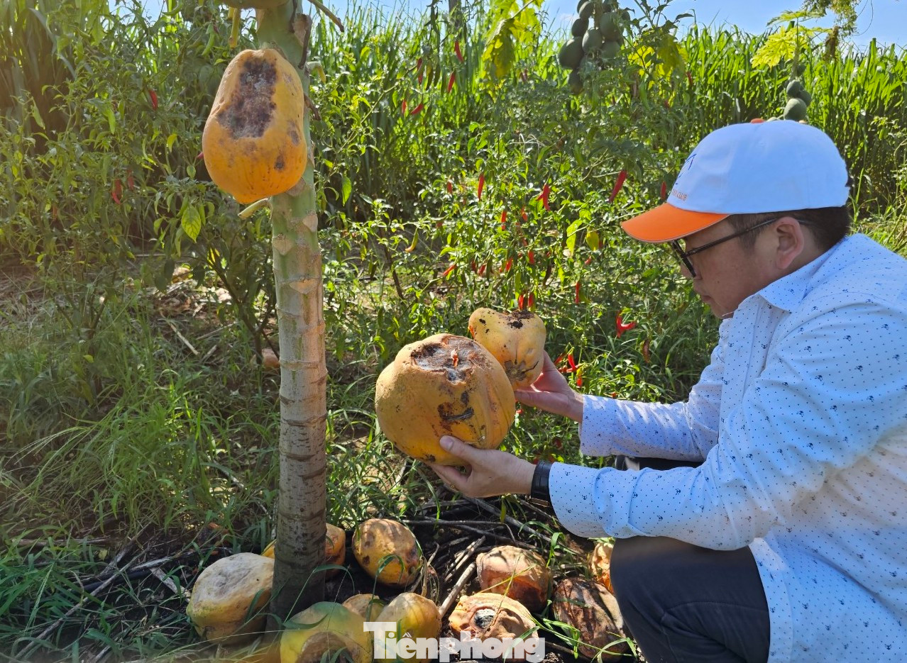 Đu đủ chín rụng đầy vườn khiến người nông dân xót xa.