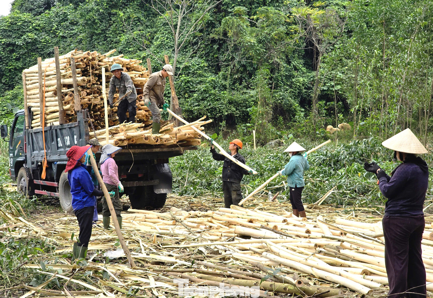 Nhiều khu rừng keo nằm cạnh đường lớn, khi thu hoạch xe vào tận nơi sẽ giúp các lao động đỡ vất vả khi bốc vác.
