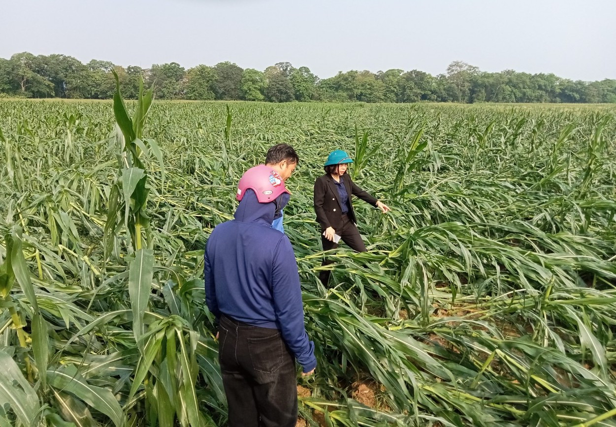 Ông Hoàng Xuân Cường - Phó Chủ tịch UBND huyện Anh Sơn (Nghệ An) cho biết, theo thống kê ban đầu, trận lốc xoáy xảy ra vào chiều 14/4 đã gây thiệt hại khoảng 35 tỷ đồng. Hiện chính quyền địa phương cùng người dân đang khắc phục hậu quả trận lốc xoáy để ổn định cuộc sống.