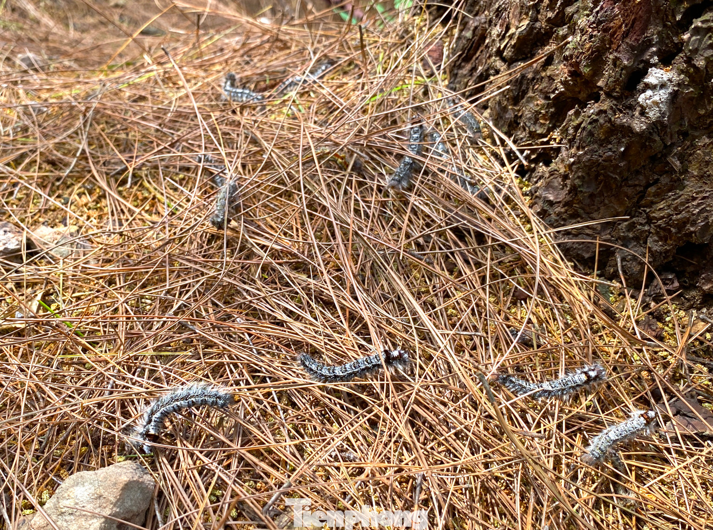 Toàn cảnh khu rừng thông hơn 750 ha bị sâu róm tàn phá xác xơ ở Nghệ An ảnh 9