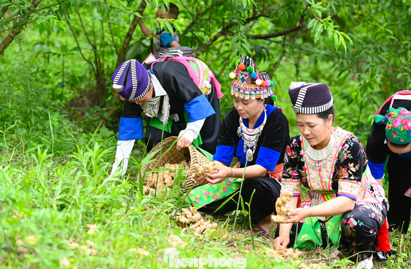 Trưởng phòng Nông nghiệp huyện Kỳ Sơn Vi Oanh cho biết, năm trước gừng ế, giá xuống thấp khó tiêu thụ nên năm nay diện tích trồng gừng ít hơn so với kế hoạch. Toàn huyện trồng được 350ha, cho sản lượng đạt khoảng 3000 tấn. Với giá bán tăng so với những năm trước nên mang lại nguồn thu nhập tốt cho người dân. Năm nay nhiều gia đình ở xã Na Ngoi (Kỳ Sơn) thu nhập được khoảng 50-80 triệu đồng. Cá biệt có gia đình thu nhập được cả trăm triệu đồng từ gừng.