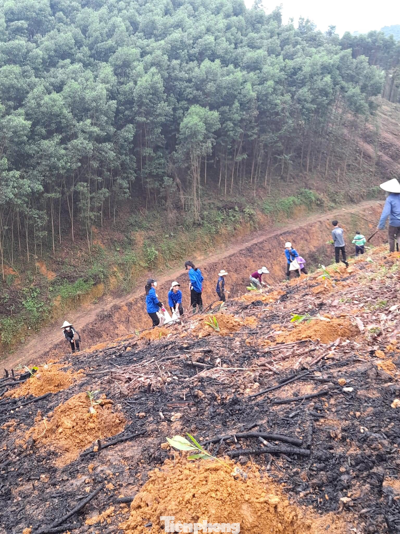 Gia đình chị Hoạch có hoàn cảnh khó khăn, neo người khi chồng bị bệnh ung thư vòm họng mất 2 năm trước. Người con trai tham gia nghĩa vụ quân sự nên ở nhà không có người giúp đỡ trồng rừng keo.
