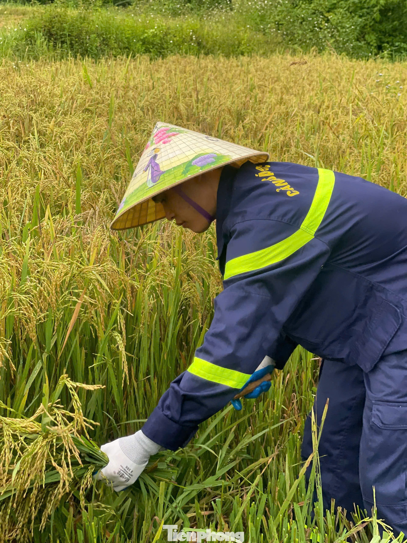 Các chiến sĩ Cảnh sát Phòng cháy chữa cháy vừa gặt lúa vừa bó thành từng bó lúa. Các chiến sĩ Cảnh sát Phòng cháy chữa cháy vừa gặt lúa vừa bó thành từng bó lúa.