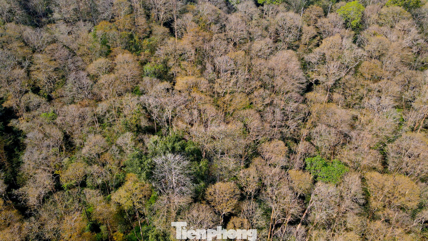 Những cây săng lẻ rụng lá tạo thành một mảng màu riêng biệt. Những cây săng lẻ rụng lá tạo thành một mảng màu riêng biệt.