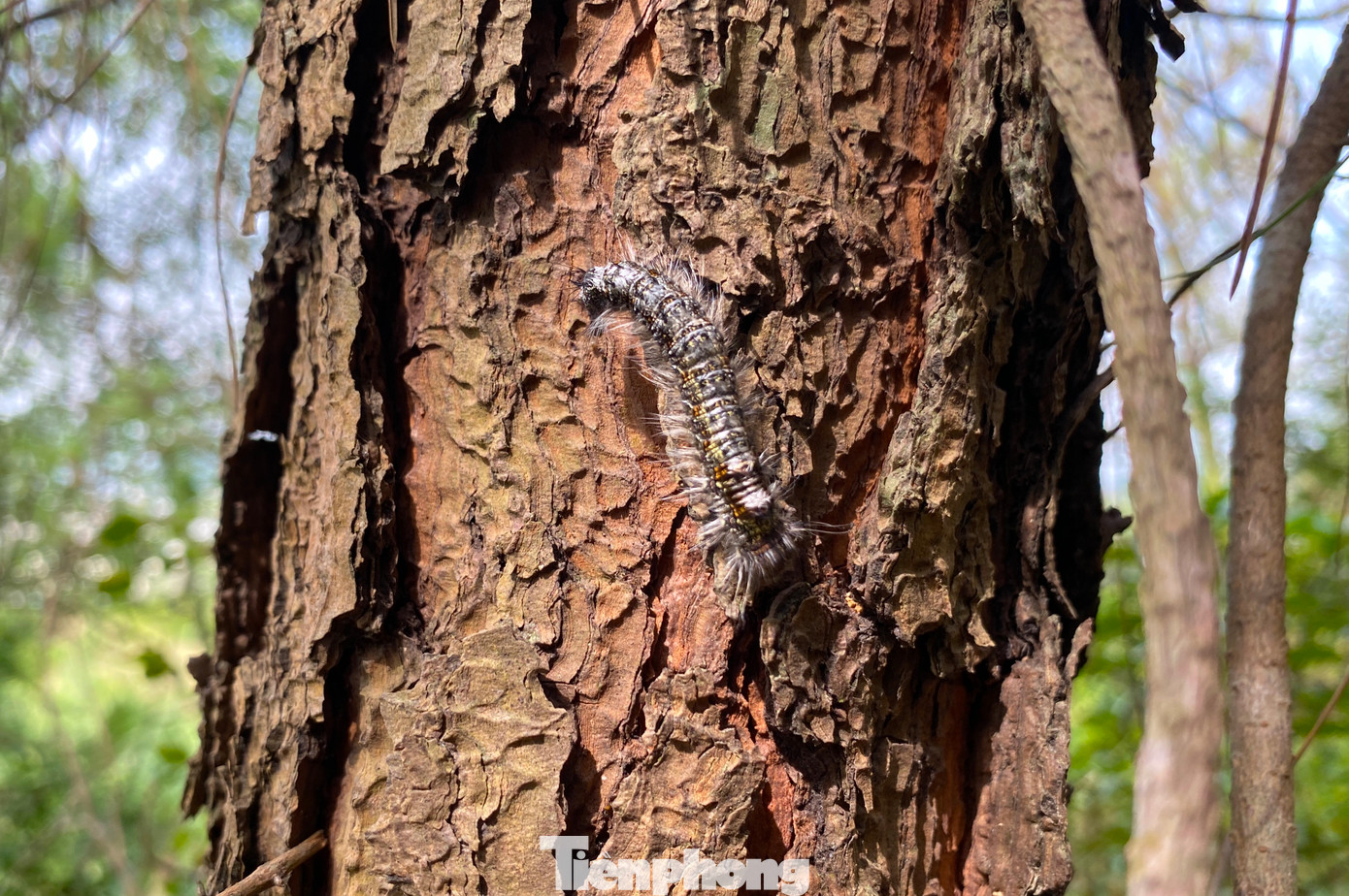 Những con sâu róm "khủng" bám vào thân cây thông rồi ăn trụi lá, gây nguy hại cho cây.