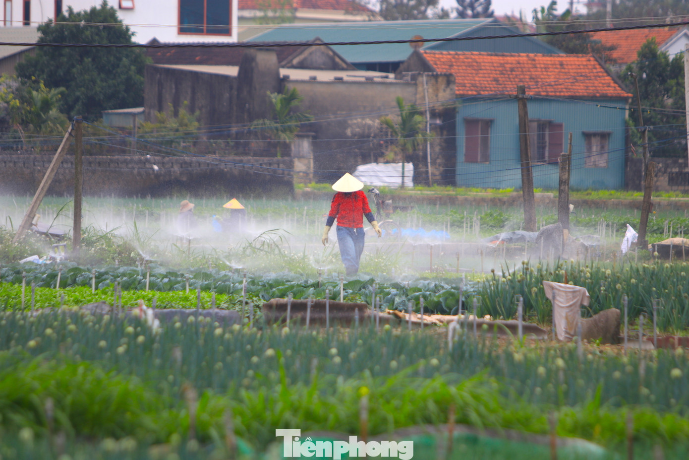 Những ngày giáp Tết Nguyên đán, người dân lại ra đồng tất bật chăm sóc, thu hoạch bán cho thương lái phục vụ thị trường trong và ngoài tỉnh.