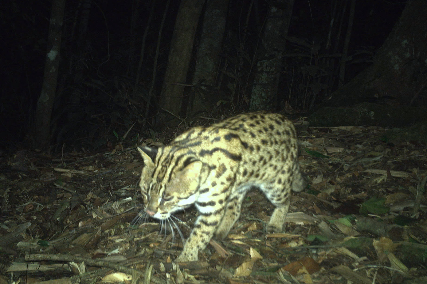 Loài mèo báo lần đầu được phát hiện trong rừng tự nhiên ở Khu BTTN Pù Hoạt.