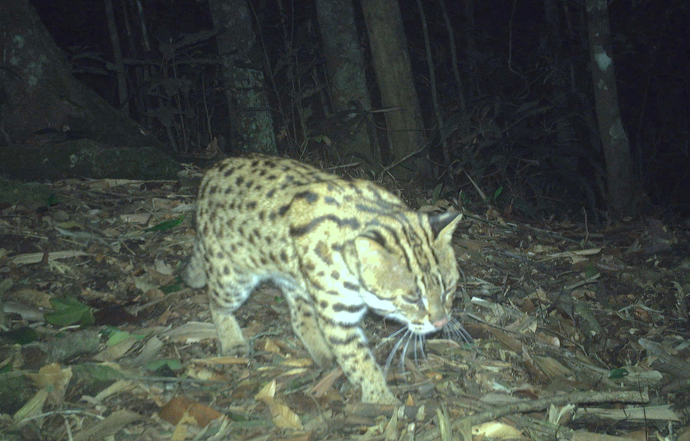 Các khu vực thực hiện dự án ở Nghệ An có sự đa dạng sinh học với nhiều loài động vật quý hiếm sinh trưởng.