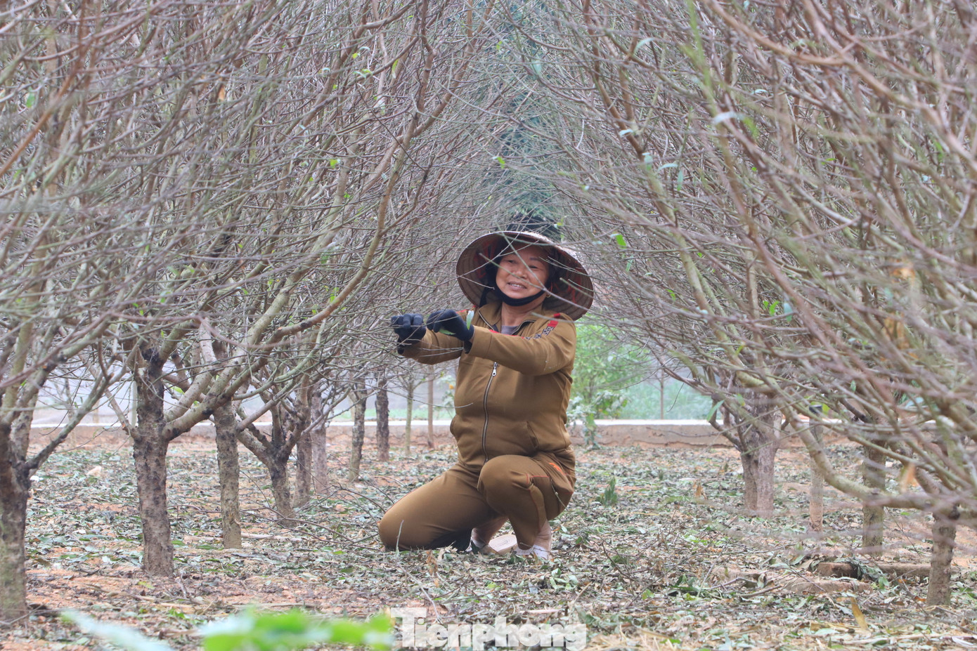 Năm nay gia đình bà Phượng trồng hơn 500 gốc đào phai. Trong đó có hơn 300 gốc đã trồng 3 năm tuổi và có thể bán vào dịp Tết Nguyên đán 2025. Mỗi gốc đào dự kiến được bán với giá từ 300 nghìn đồng-500 nghìn đồng tùy kích thước, dáng cây.